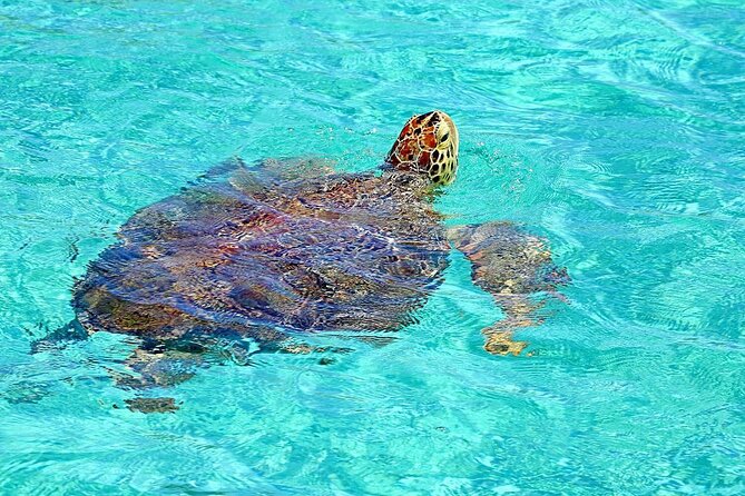Rose Island Half-Day Snorkeling Cruise - Key things that make this cruise worth your time