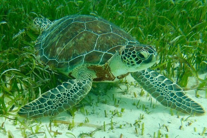 Rose Island Half-Day Snorkeling Cruise - Rose Island for a 4-hour Bahamas break