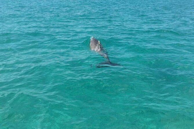Rose Island Half-Day Snorkeling Cruise - Who should book this Rose Island cruise?