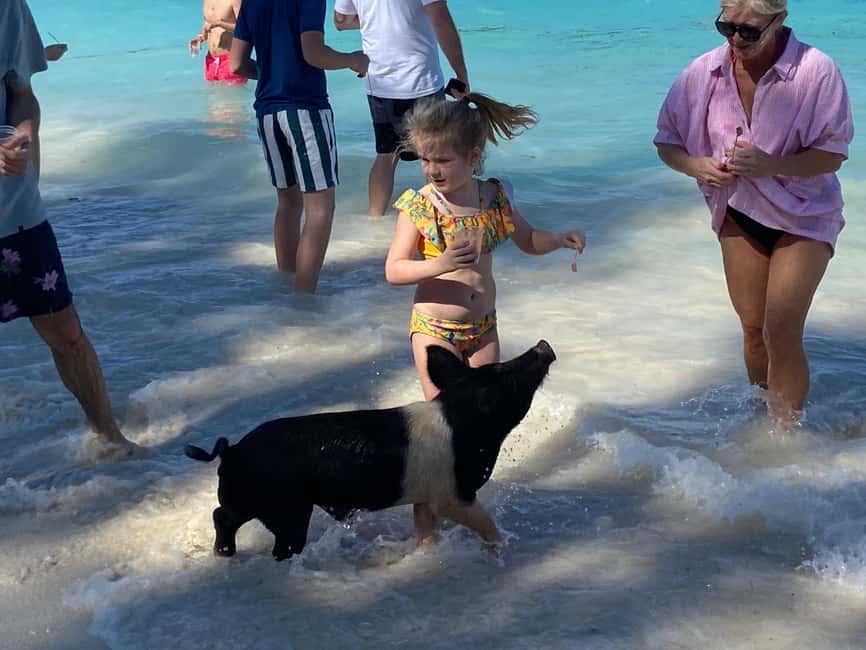 Rose Island: Pig Beach, Snorkeling, Sea Turtles, Beach - The Small Details That Make This Day Work