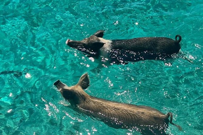 Rose Island Swimming Pigs - Gilligan’s Island spotting from the boat