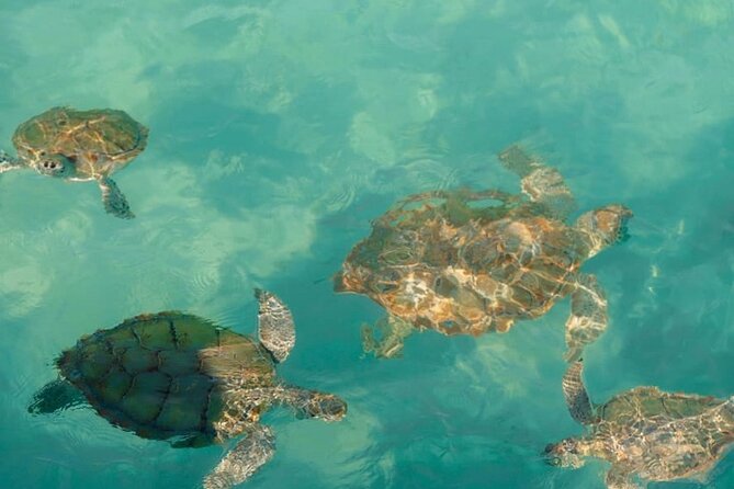 Rose Island Swimming Pigs - Green Cay sea turtles: the calm watch stop