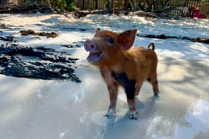Rose Island Swimming Pigs & Beach Snorkeling Experience Nassau - Snorkeling off the beach: what you’ll actually be doing