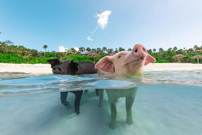 Sandy Toes The Original Rose Island and Swimming Pigs Tour - Key things to know before you go