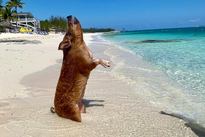 Sandy Toes The Original Rose Island and Swimming Pigs Tour - From Nassau to Rose Island: the part that makes it feel special