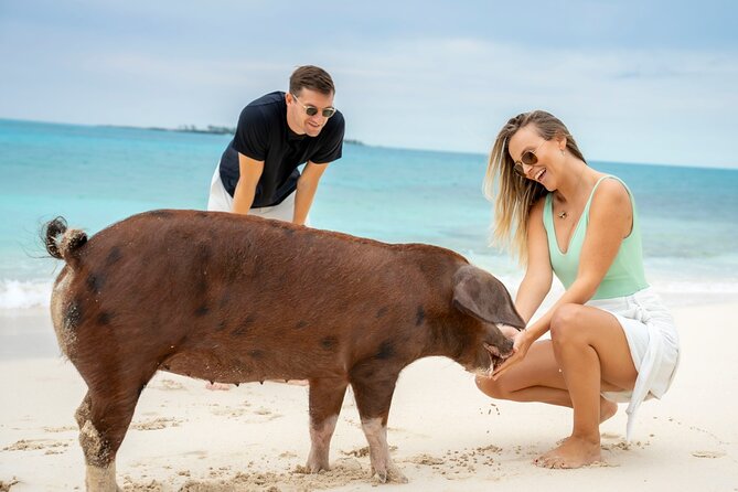 Sandy Toes The Original Rose Island and Swimming Pigs Tour - Price and value: is $258 a good deal?