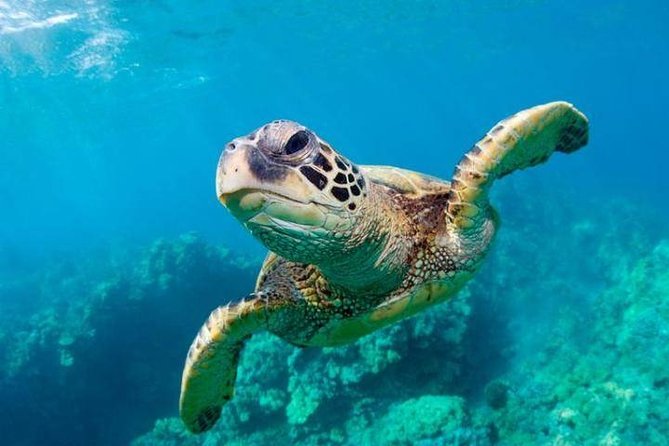 Snorkel/Swim with the Turtles Experience - Key highlights before you go