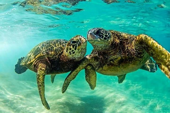 Snorkel/Swim with the Turtles Experience - Half-day turtle time, local culture time, same day