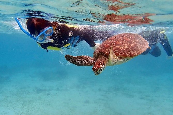 Snorkel/Swim with the Turtles Experience - Pickup, air-conditioned transport, and how the day keeps moving