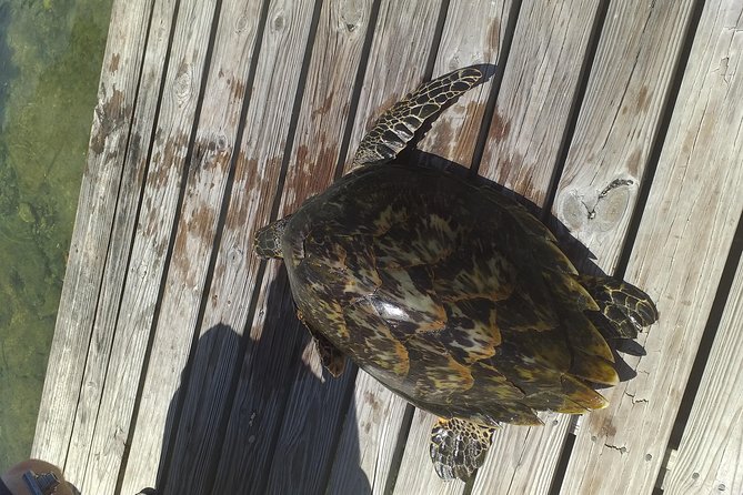 Sweetings Cay Mangrove Kayaking and Turtles - Key things that matter before you go