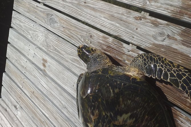 Sweetings Cay Mangrove Kayaking and Turtles - Price and the $25 boat fee you must budget