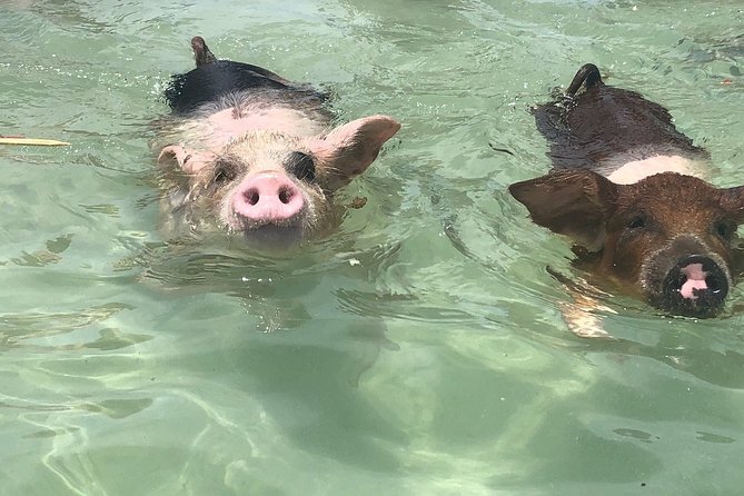 Swim with Pigs on a Tropical Island - Key Things That Make This Tour Different