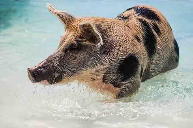Swim with Pigs on a Tropical Island - Swimming With Pigs on Grand Bahama: The Real Selling Point