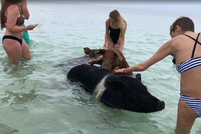 Swim with Pigs on a Tropical Island - Crystal Beach Pig Time: How It Works in the Water and on the Shore