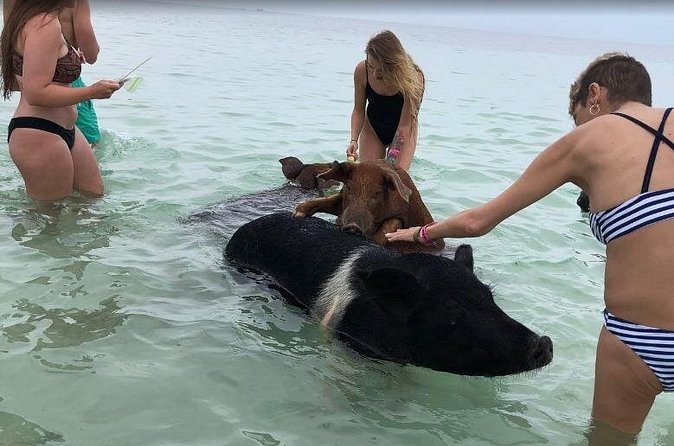 Swim with Pigs on a Tropical Island - West End After the Splash: An Old Village Hour With Sea Views