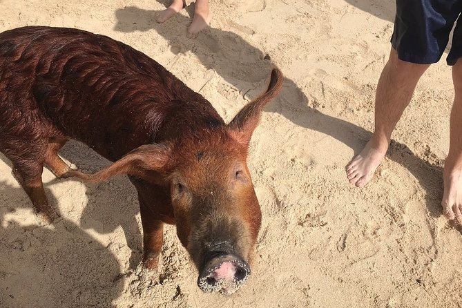 Swim with Pigs on a Tropical Island - Who Should Book This, and Who Might Feel Unsatisfied