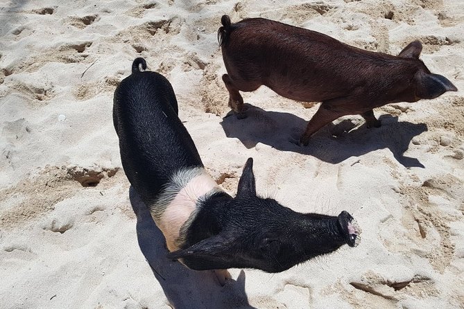 Swim with Pigs on a Tropical Island - Booking Tips: Avoid the Common Headaches