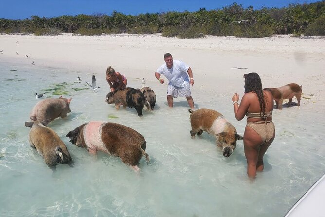Swim with the Pigs and Explore Caves in Nassau - The Caves of New Providence: 1 Hour to Walk, Look, and Photograph