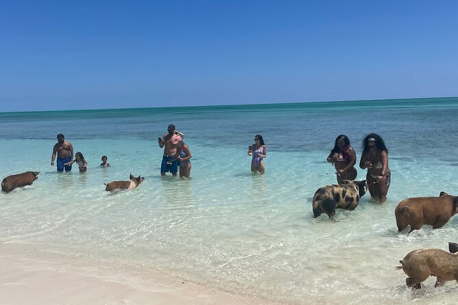 Swim with the Pigs Freeport @Creative Eco Adventures - Key Highlights You Will Actually Care About