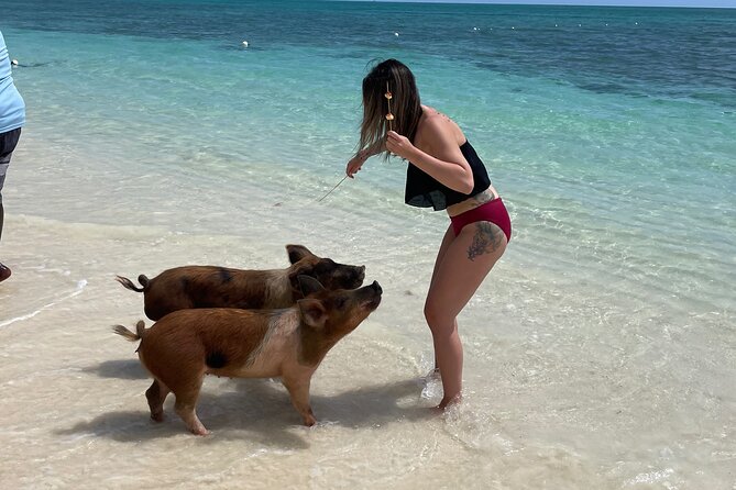 Swim with the Pigs Freeport @Creative Eco Adventures - What This Pig Swim Really Feels Like