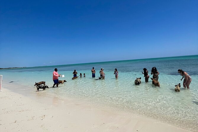 Swim with the Pigs Freeport @Creative Eco Adventures - Stepping Into the Pig Pen for Up-Close Time