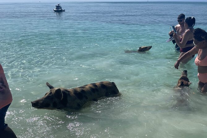 Swim with the Pigs Freeport @Creative Eco Adventures - Walking With the Pigs: Keep It Relaxed