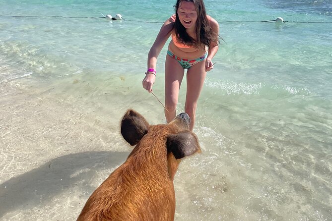 Swim with the Pigs Freeport @Creative Eco Adventures - Photo Ops: How to Get Good Shots Without Chaos