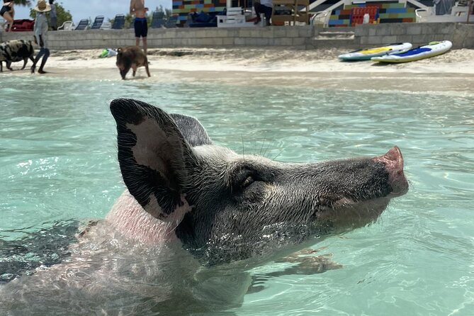 Swim with the Pigs Safari in Bahamas (2hrs) - Key Things I Think Are Worth Your Time
