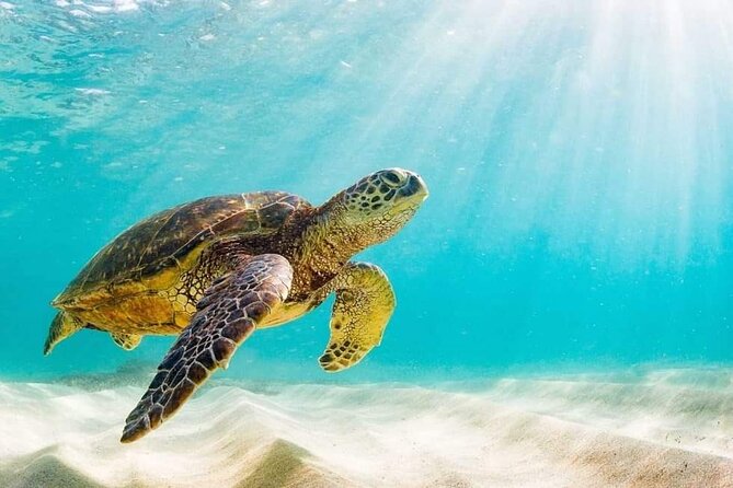 Swim with the Pigs Safari in Bahamas (2hrs) - Atlantis Bahamas Boat Tunnels: A Photo Stop With Purpose