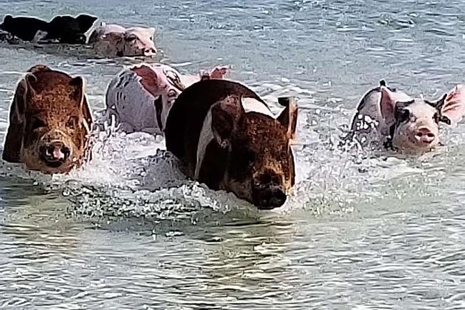 Swim with the Pigs / West End Experience - Quick highlights