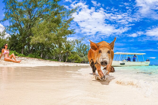 Swimming Pigs and Pearl Island Beach Escape - Price and value: is $174 per person worth it?