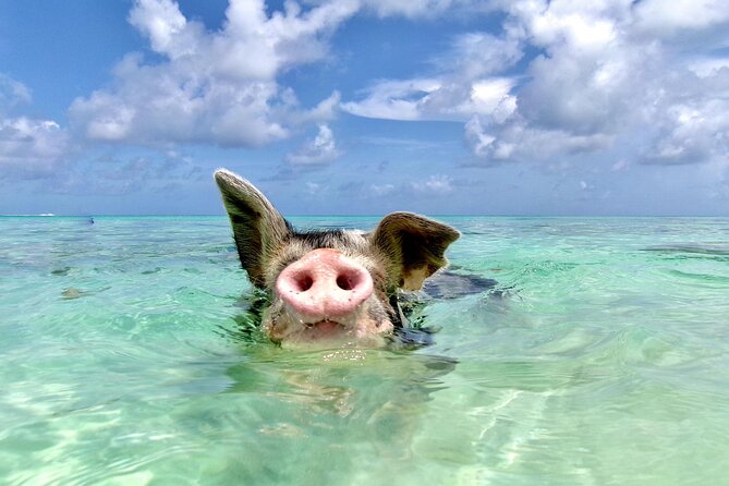 Swimming Pigs and Private Beach Club Escape - Key Highlights to Know Before You Go