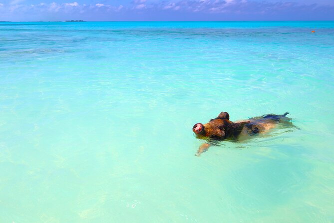 Swimming Pigs and Private Beach Club Escape - Price and Value: Is $149 Worth It?