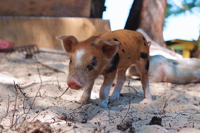 Swimming Pigs & ATV Tour - The shoreline block: hammocks, water play, and swimming pigs