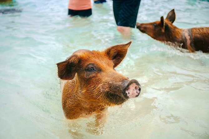 Swimming Pigs Of Rose Island & Beach Day - Group Tour - What to know about shoes, splashing, and rocky edges