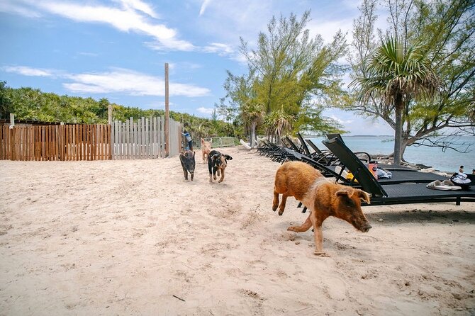 Swimming Pigs Of Rose Island & Beach Day - Group Tour - Water time, rough seas, and how to keep the day fun anyway