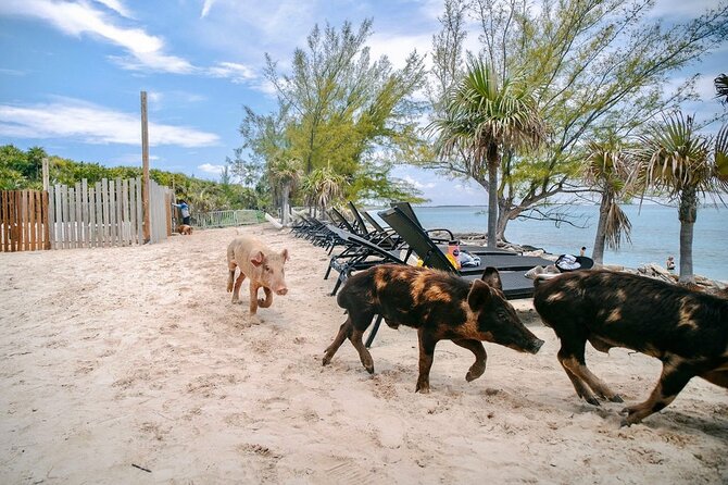 Swimming Pigs Of Rose Island & Beach Day - Group Tour - Price and value: how $99 stacks up for what you actually get