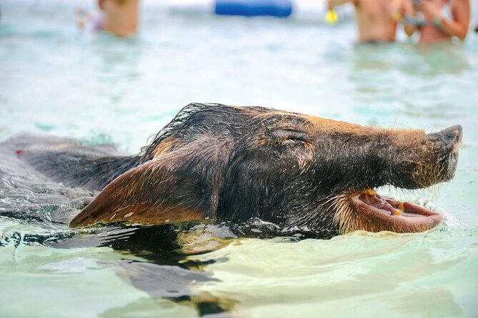 Swimming Pigs Of Rose Island Water Taxi Nassau Bahamas - Beach Time on Rose Island: Rocky Sand, Real Relaxing, and Water Toys