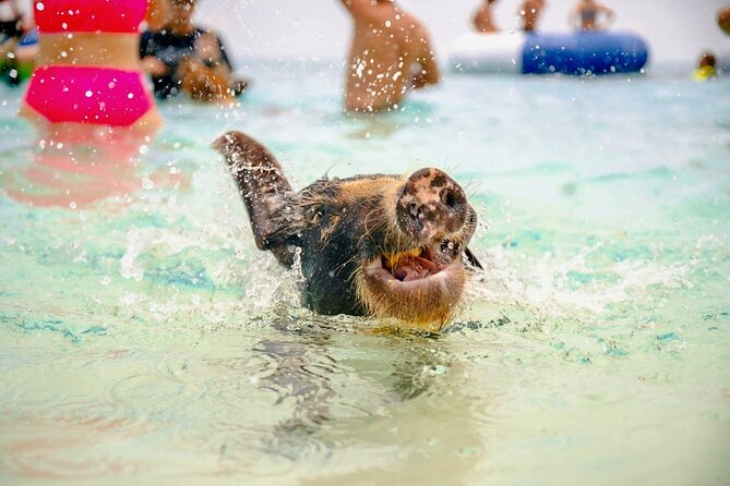 Swimming Pigs Of Rose Island Water Taxi Nassau Bahamas - Timing Reality Check: Boats, Loading, and Why Buffer Helps