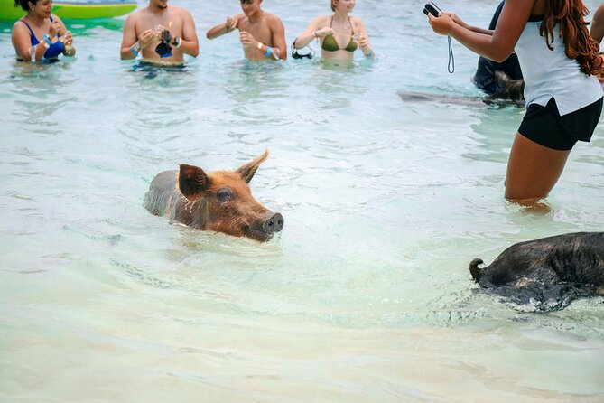 Swimming Pigs Of Rose Island Water Taxi Nassau Bahamas - Who Should Book This (and Who Might Not Love It)