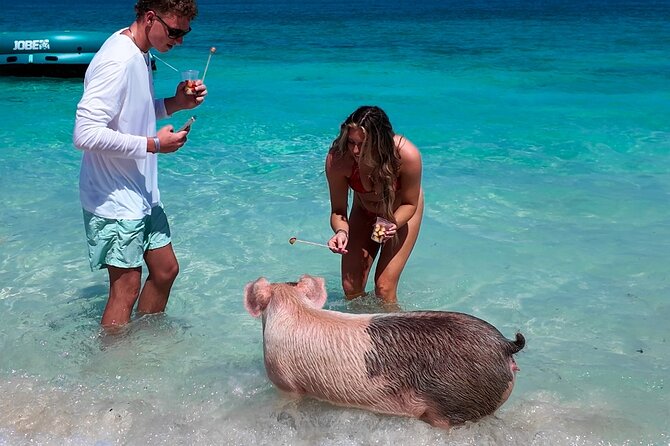 Swimming Pigs, Snorkeling and Beach Tour in Nassau Bahamas - Athol Island Swimming Pigs at Pigs Beach: Feeding Fruit Skewers and Getting in the Water