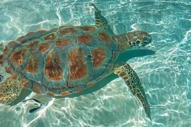 Swimming Pigs, Turtles & Reef Snorkel in Nassau-Champion Tours - Antiki Floating Bar: lunch on the water, not included