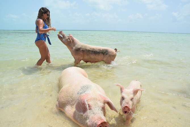 Swimming with Pigs in Nassau, Transportation Included - Key things that make this Nassau pig swim work