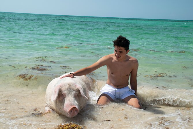 Swimming with Pigs in Nassau, Transportation Included - The pig encounter: petting, feeding, and how to make the most of the 30 minutes