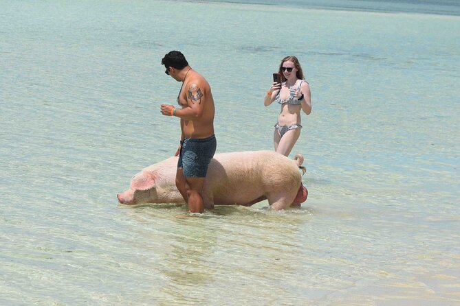 Swimming with Pigs in Nassau, Transportation Included - Lunch on Rose Island: included value, but check expectations