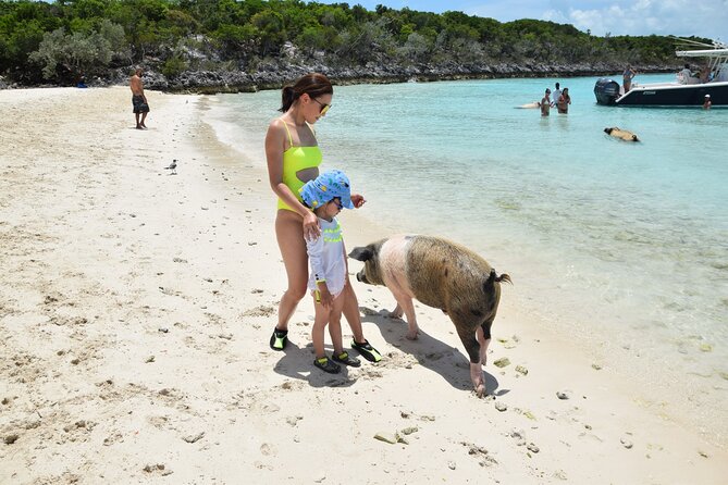 Swimming with Pigs in Nassau, Transportation Included - Price and value: $179 is fair if you go in for the pig moment