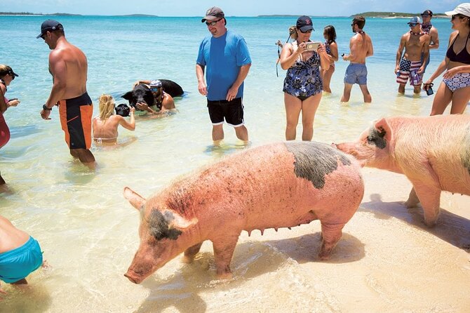Swimming with Pigs in Nassau, Transportation Included - The boat ride to Rose Island: short, scenic, and not too tiring