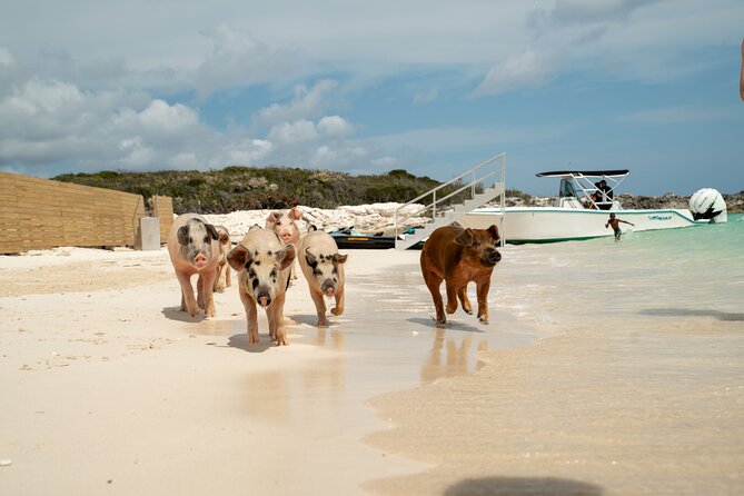The Ultimate Bahamian Beach Day: Pigs, Jet Ski, Snorkeling & More - Price and value: what $209 buys you when you add it up the smart way