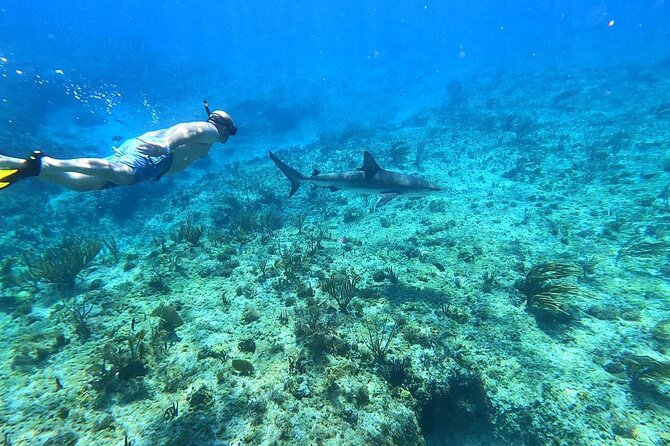Top 4 Snorkeling Adventures in Bimini - Key Highlights at a Glance