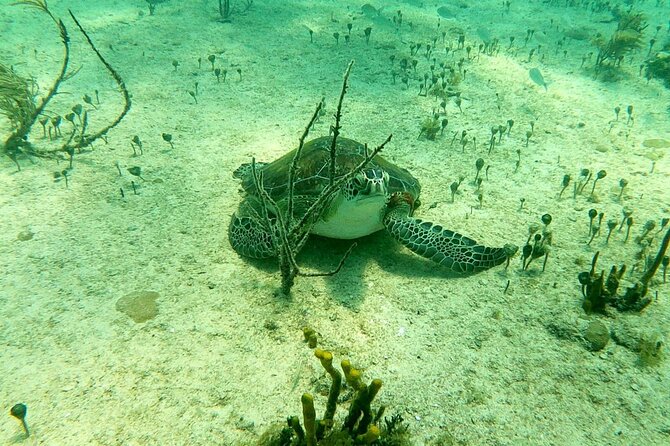 Top 4 Snorkeling Adventures in Bimini - Shark Arena: Snorkeling With Around 30 Reef Sharks